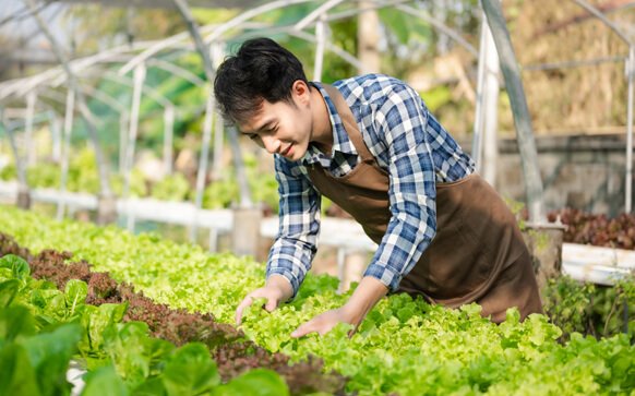 Persona recogiendo verduras