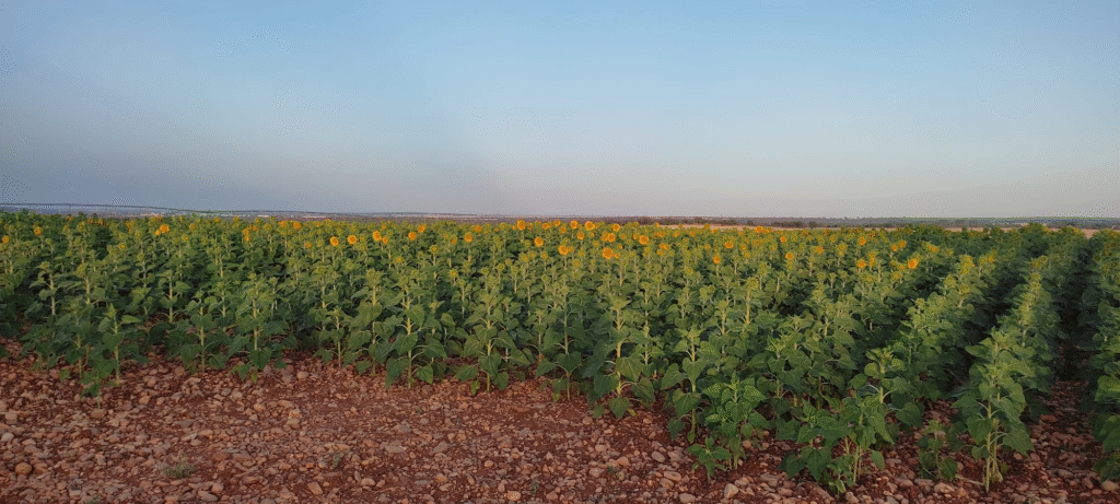 campo de girasoles