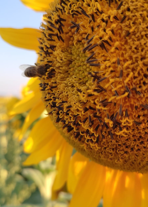 girasol con abeja